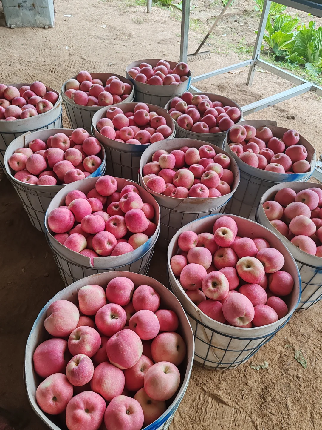 ?“大丰收”来啦!快乐装满一箩筐?