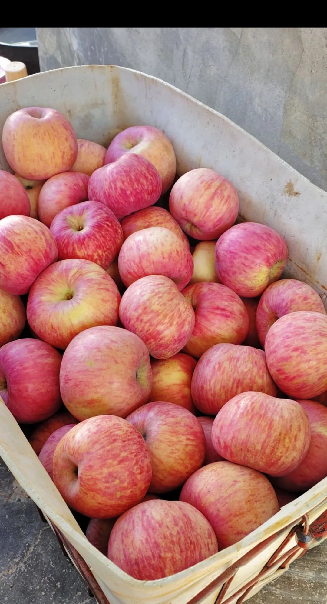 霜降之后下了10多天霜的苹果真的很甜