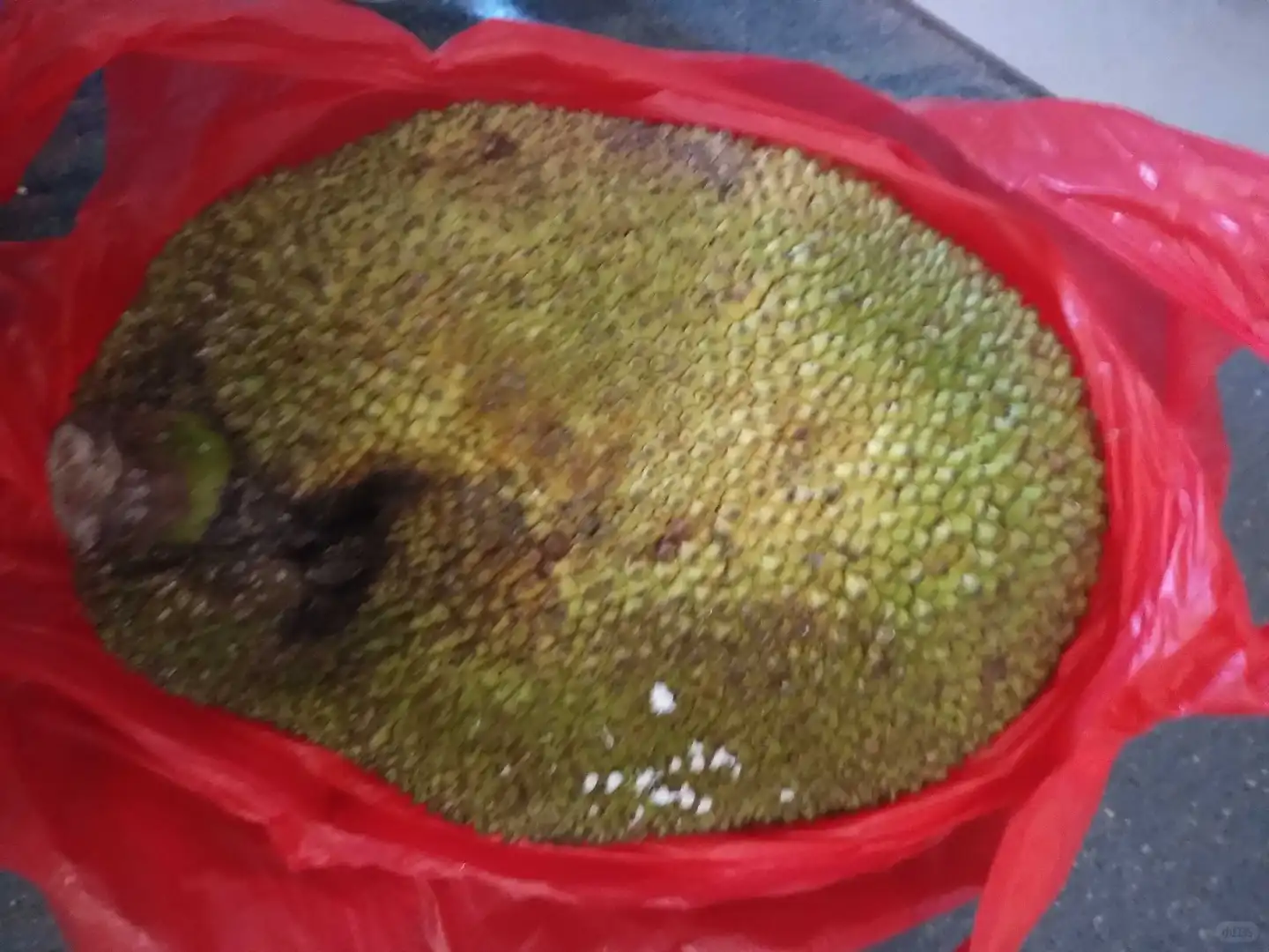 植物地域适生性简析-(三一)菠萝蜜