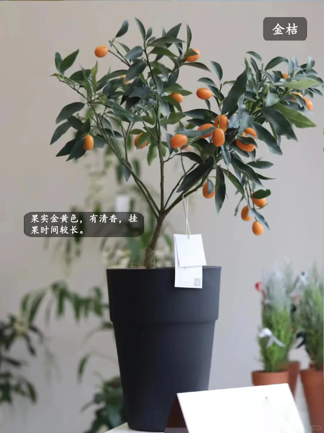 5种适合家里种的水果,好吃又好看