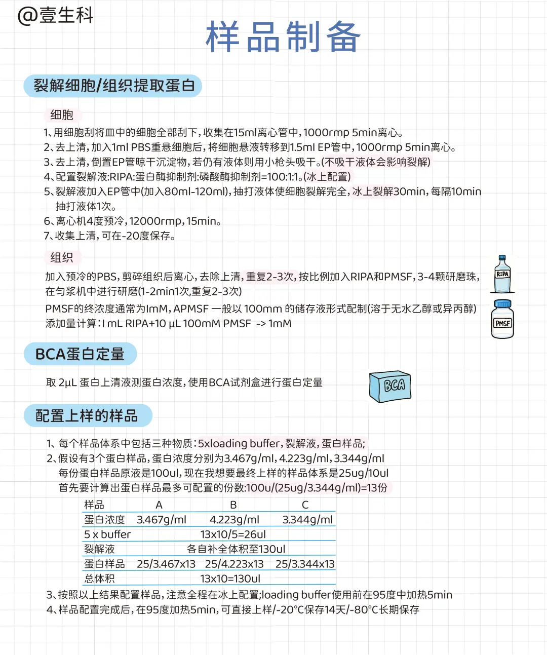 Western Blot蛋白质印迹实验全流程