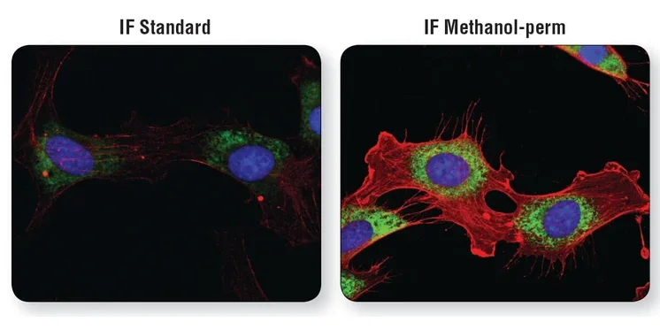 免疫荧光，固定与通透该用什么试剂？