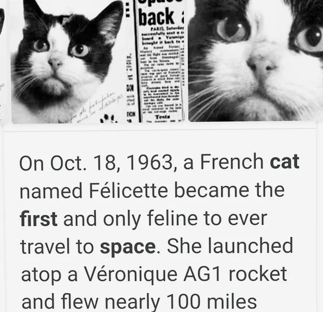 62年前,第一只进入太空并平安返航的猫