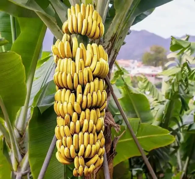 元梦之星农场赏析32小时作物香蕉