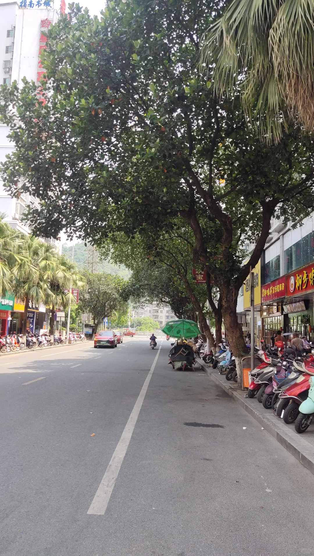 植物地域适生性简析-(三一)菠萝蜜