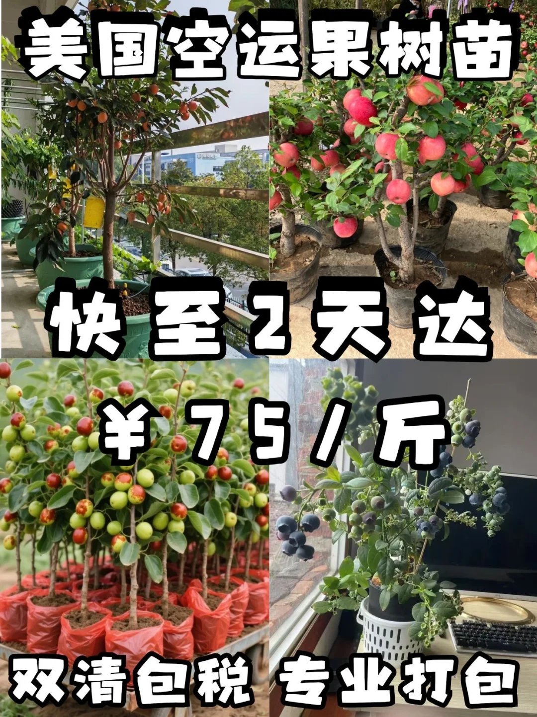 美国空运果树苗 75/斤 快至2天达‼️