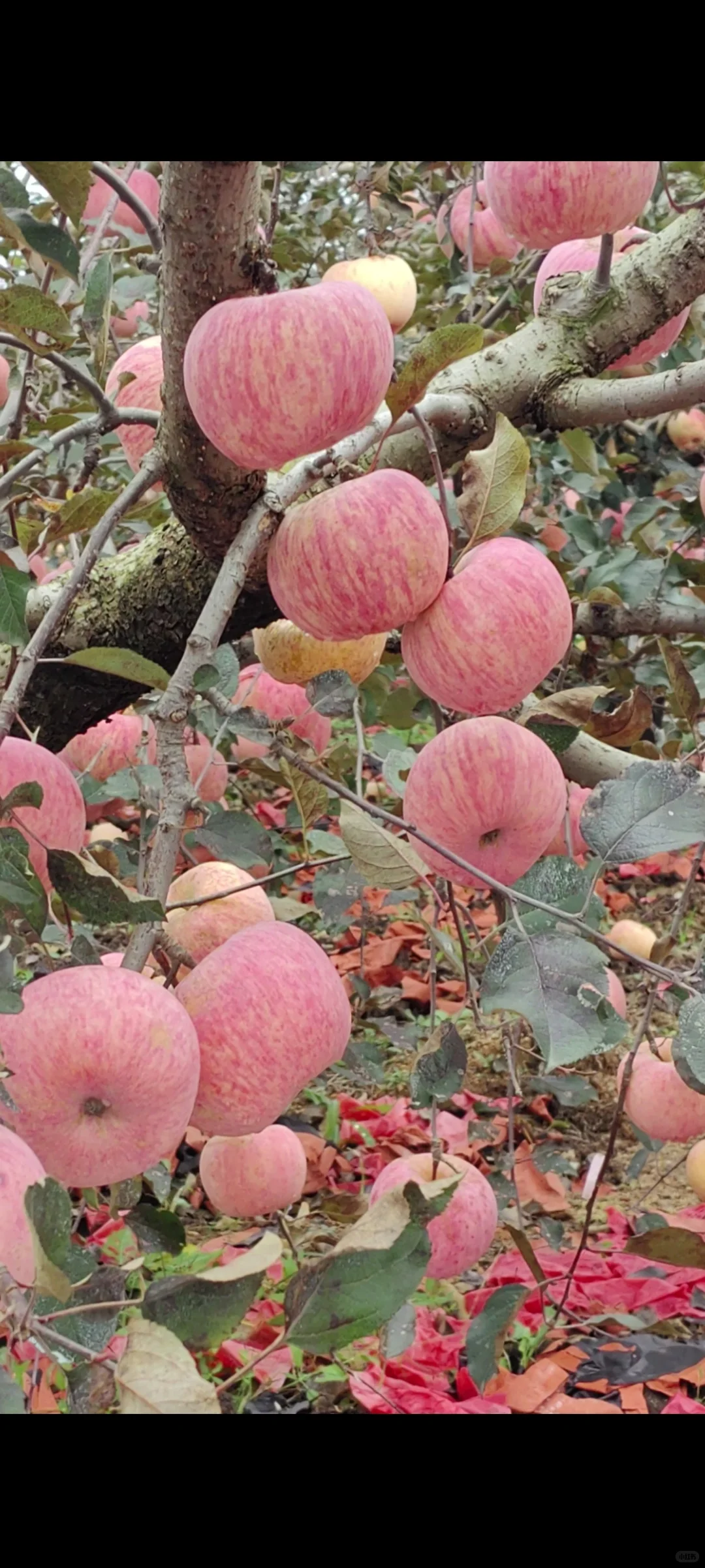霜降之后下了10多天霜的苹果真的很甜