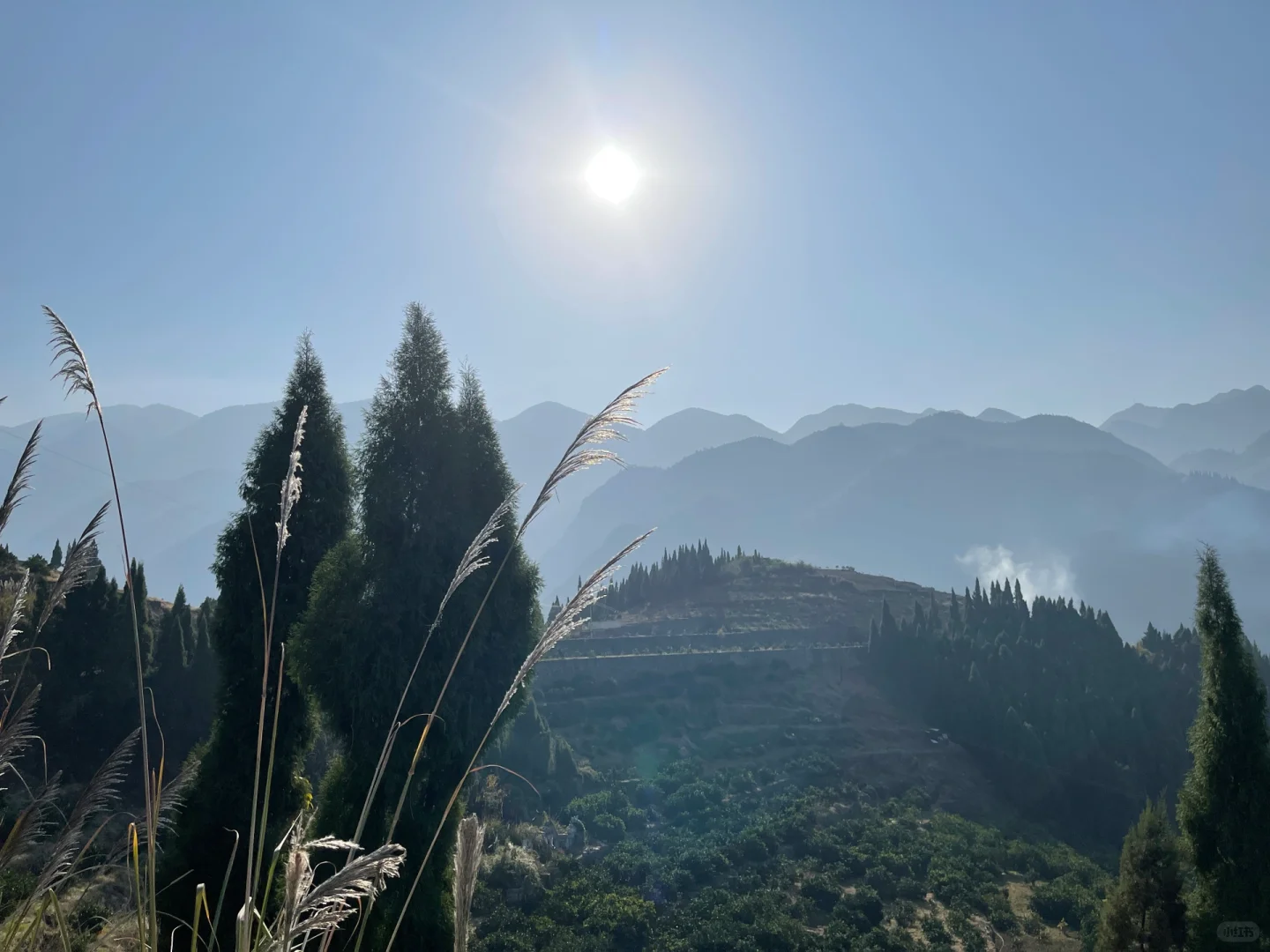 关于奉节脐橙，你不知道的那些事