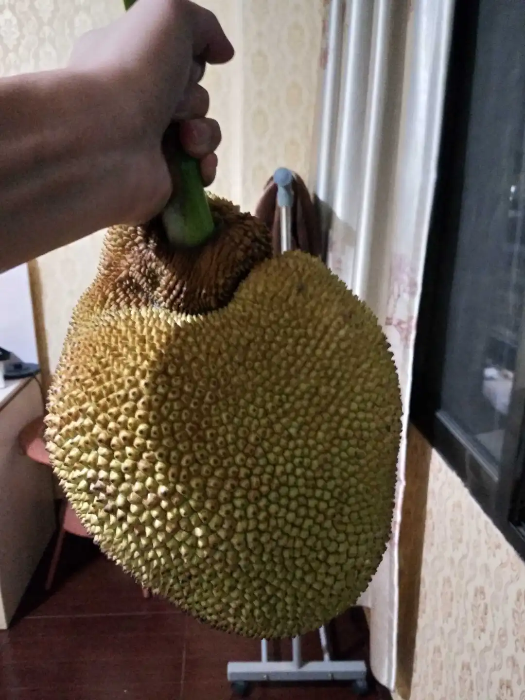 植物地域适生性简析-(三一)菠萝蜜