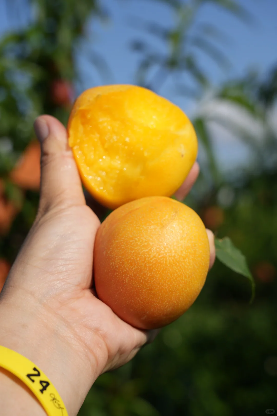 我是老王，7年职业水果人，有些感概…