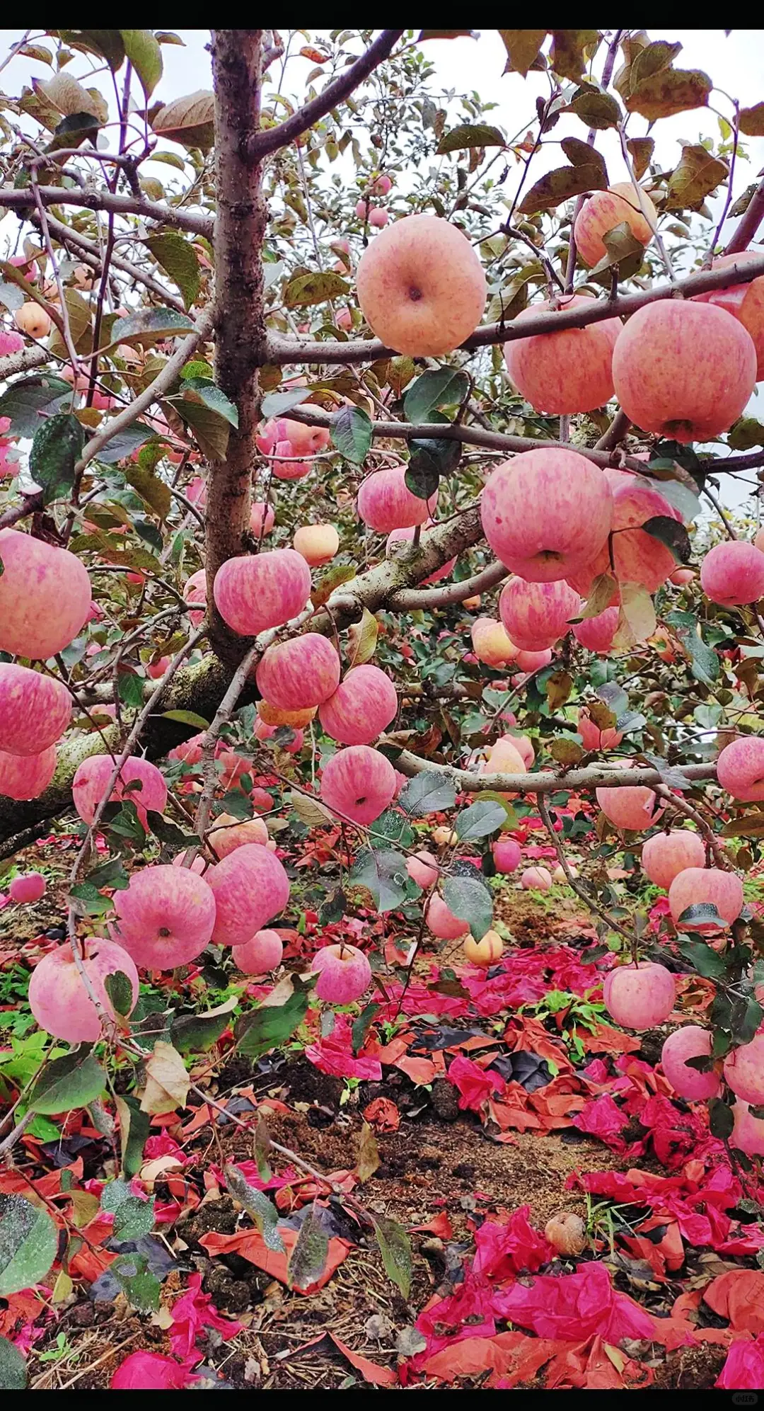 霜降之后下了10多天霜的苹果真的很甜