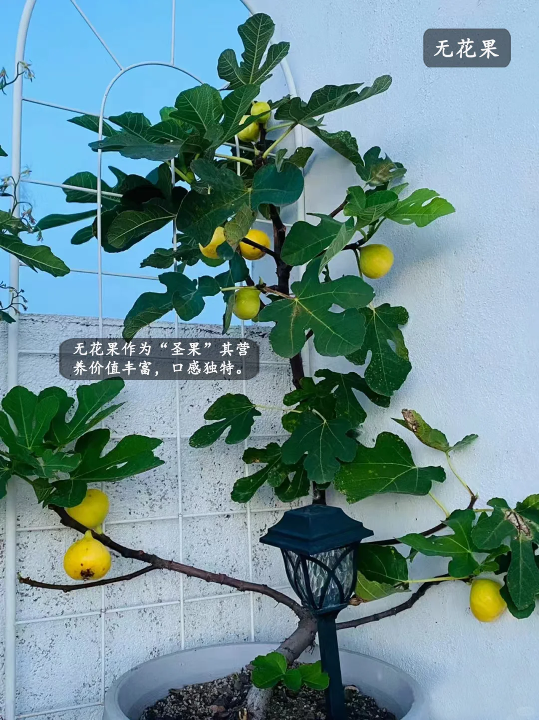 5种适合家里种的水果,好吃又好看