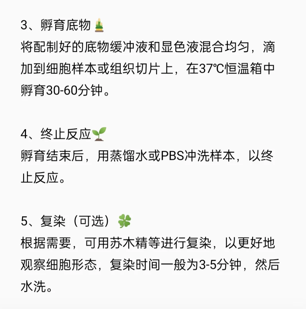 碱性磷酸酶（ALP）染色实验流程