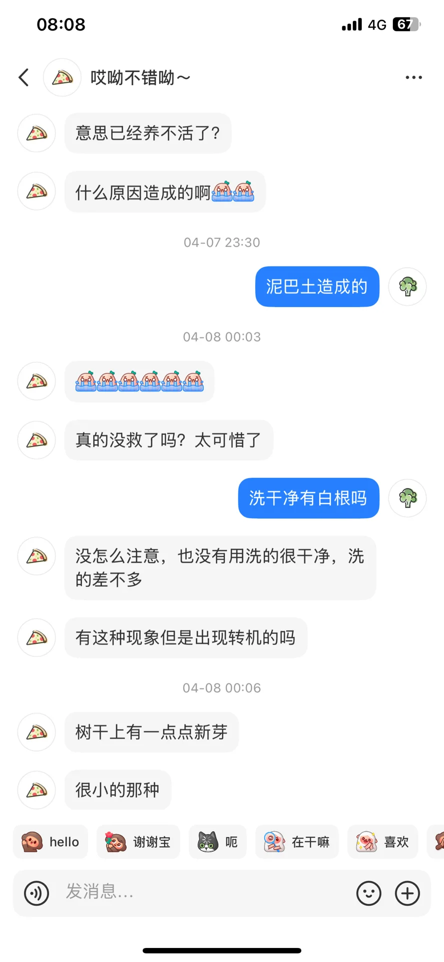 苦口婆心劝说救桂花