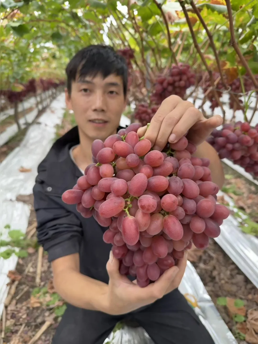 对不起了同行的朋友我家种的太多了