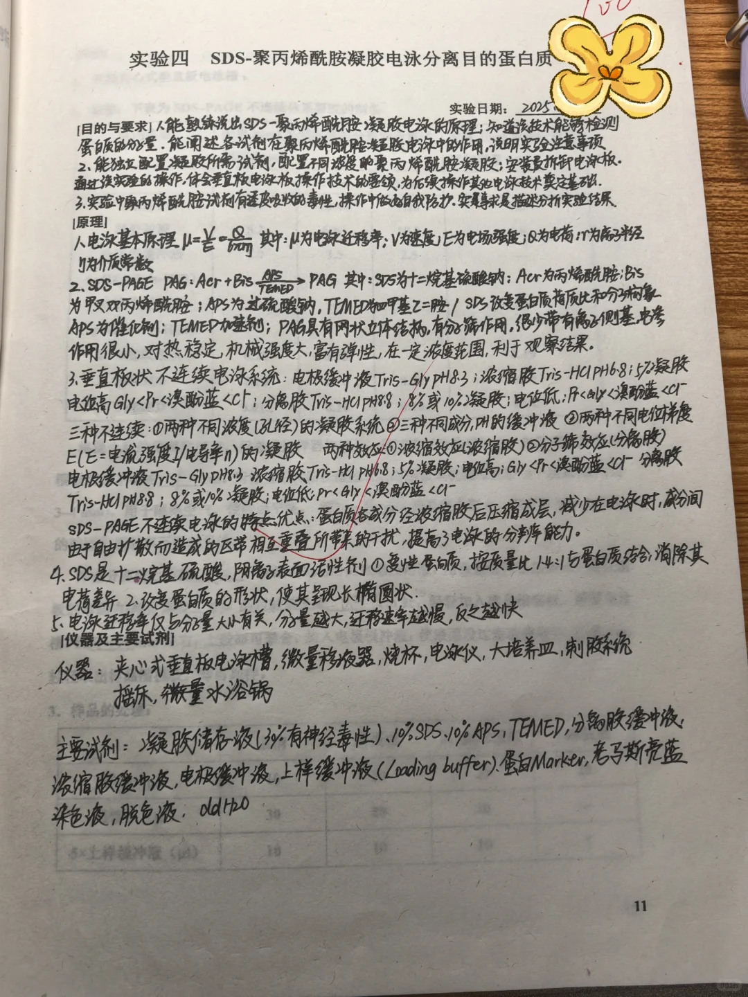 四、聚丙烯酰胺凝胶电泳分离目的蛋白质