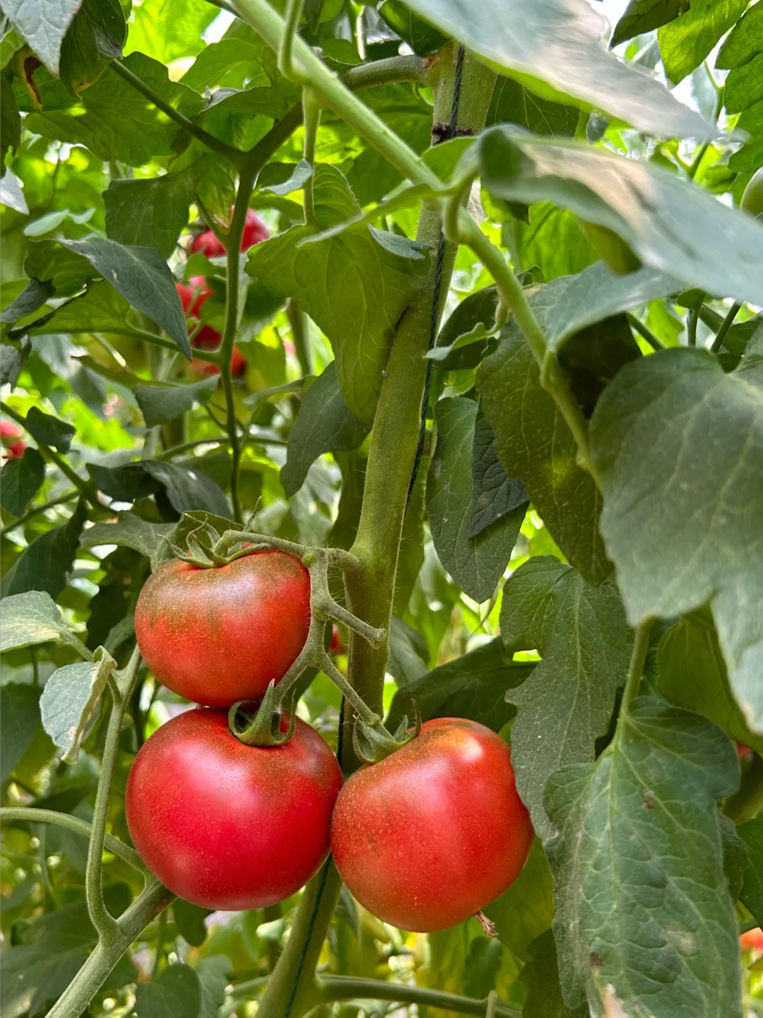 在大理的宝藏有机农场摘到了十几种瓜果