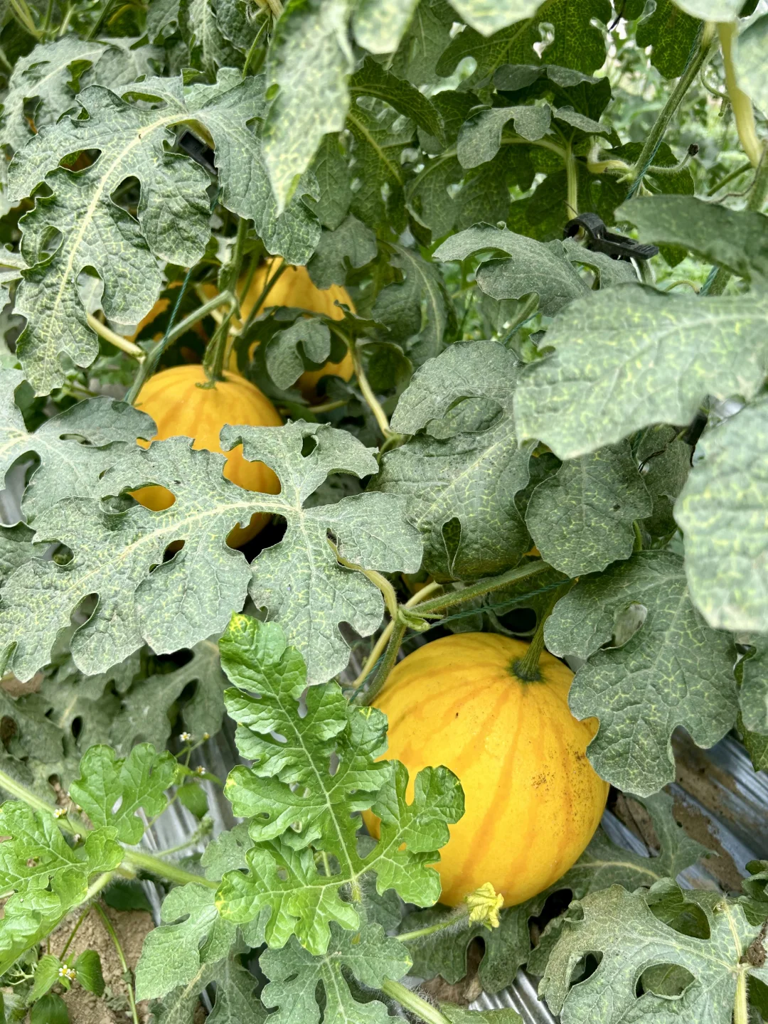 在大理的宝藏有机农场摘到了十几种瓜果