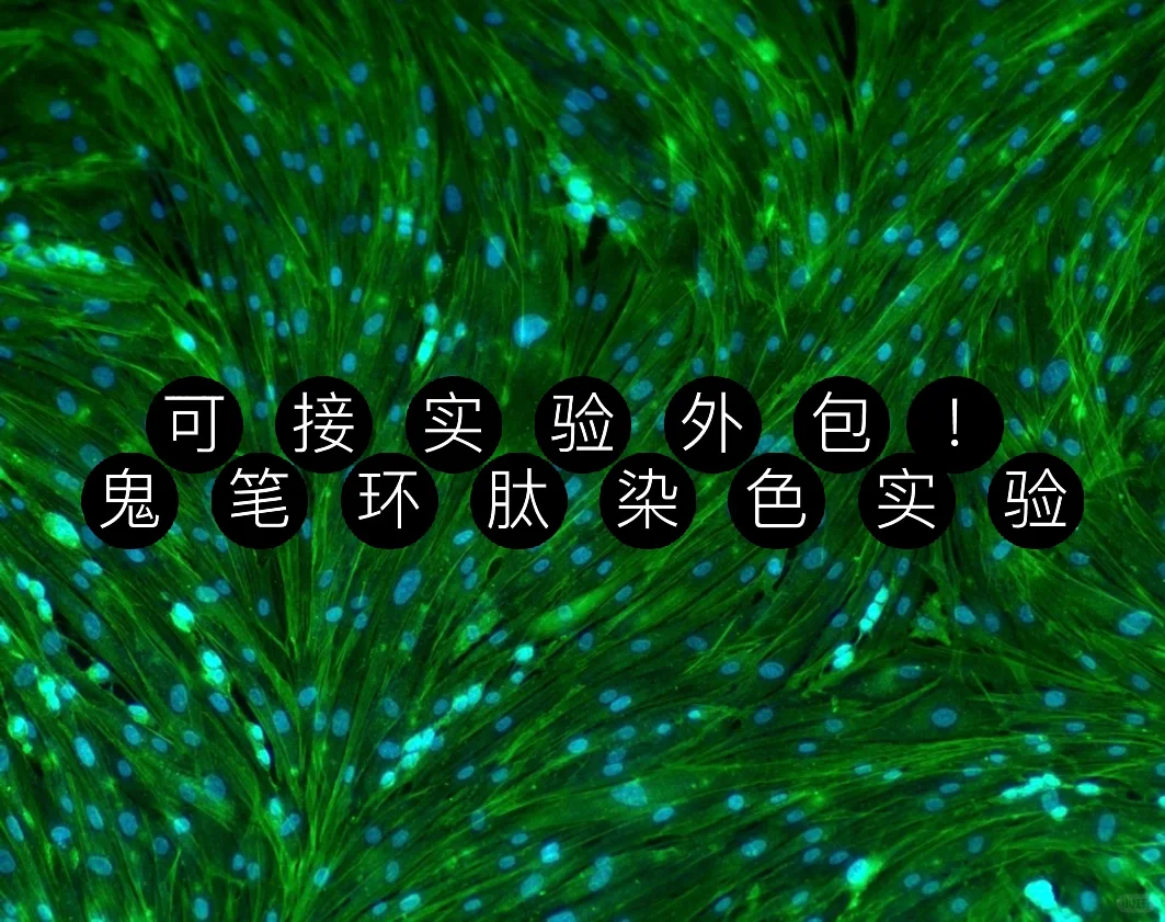 可接实验外包！鬼笔环肽染色实验