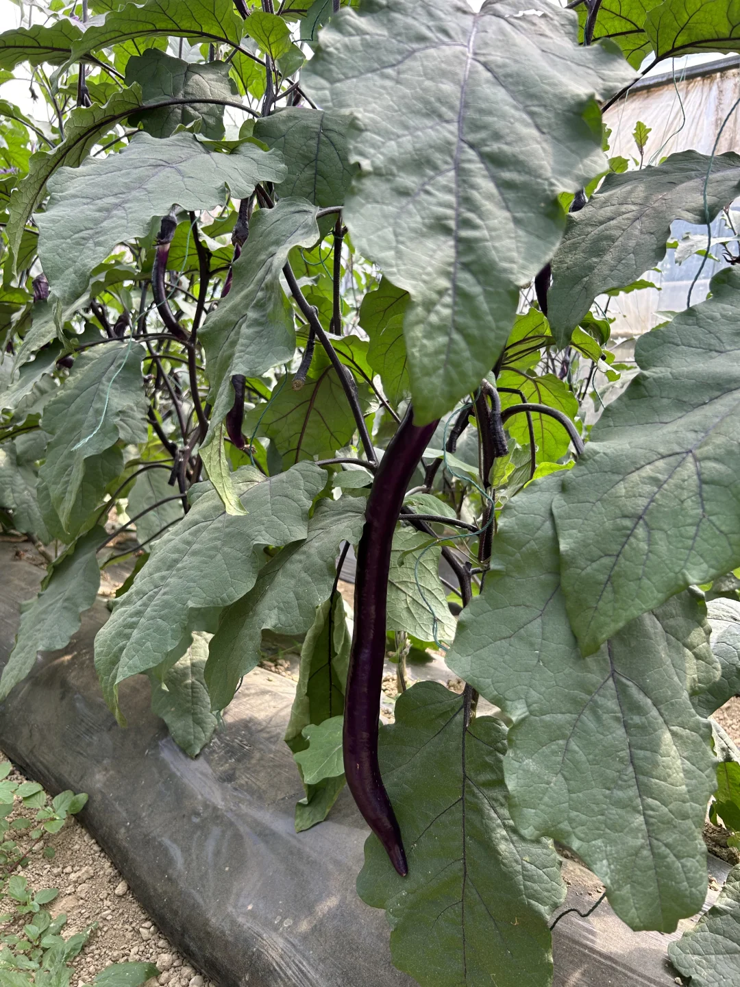 在大理的宝藏有机农场摘到了十几种瓜果