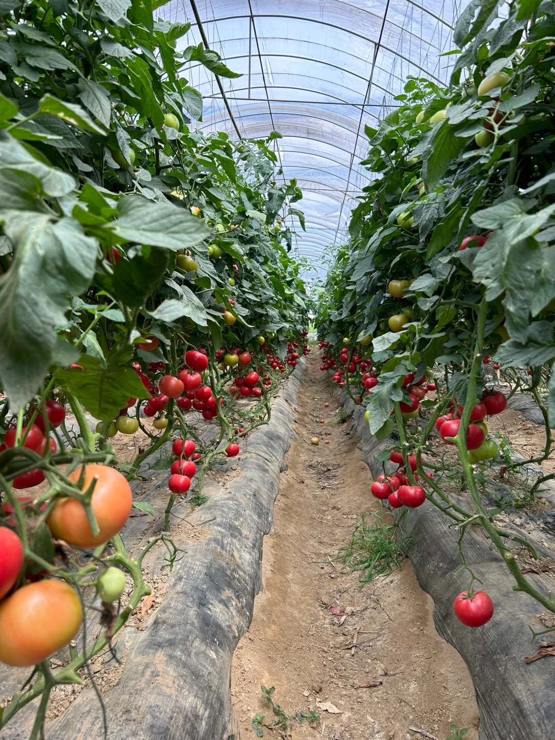 在大理的宝藏有机农场摘到了十几种瓜果