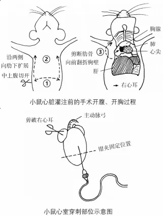 ✨脑组织实验前处理方法全攻略