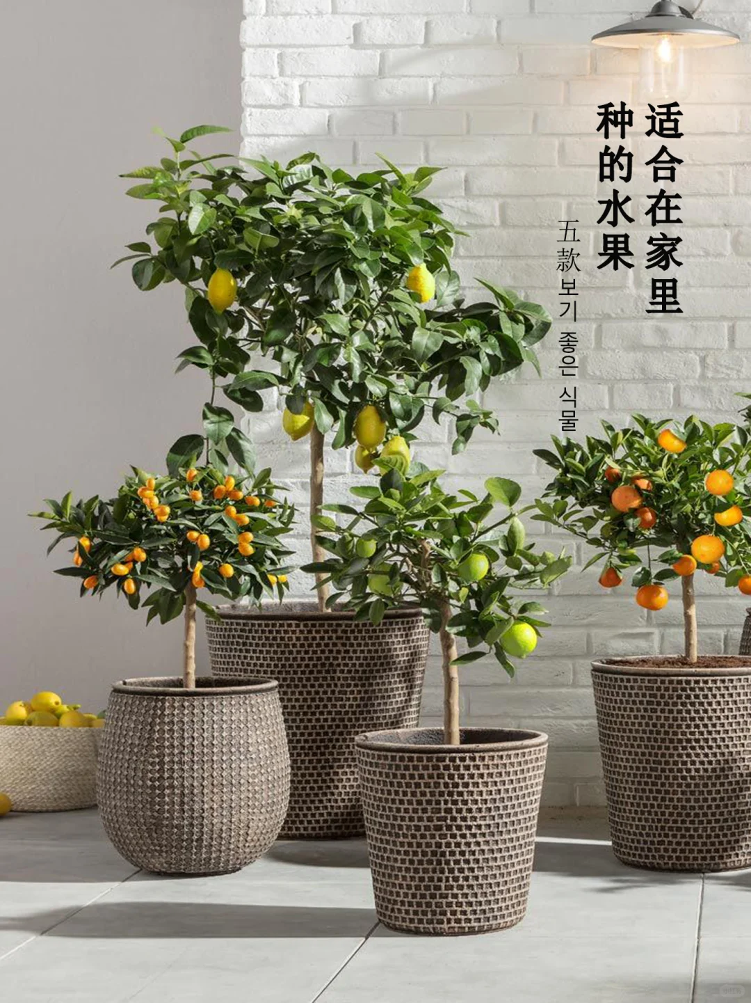 5种适合家里种的水果,好吃又好看