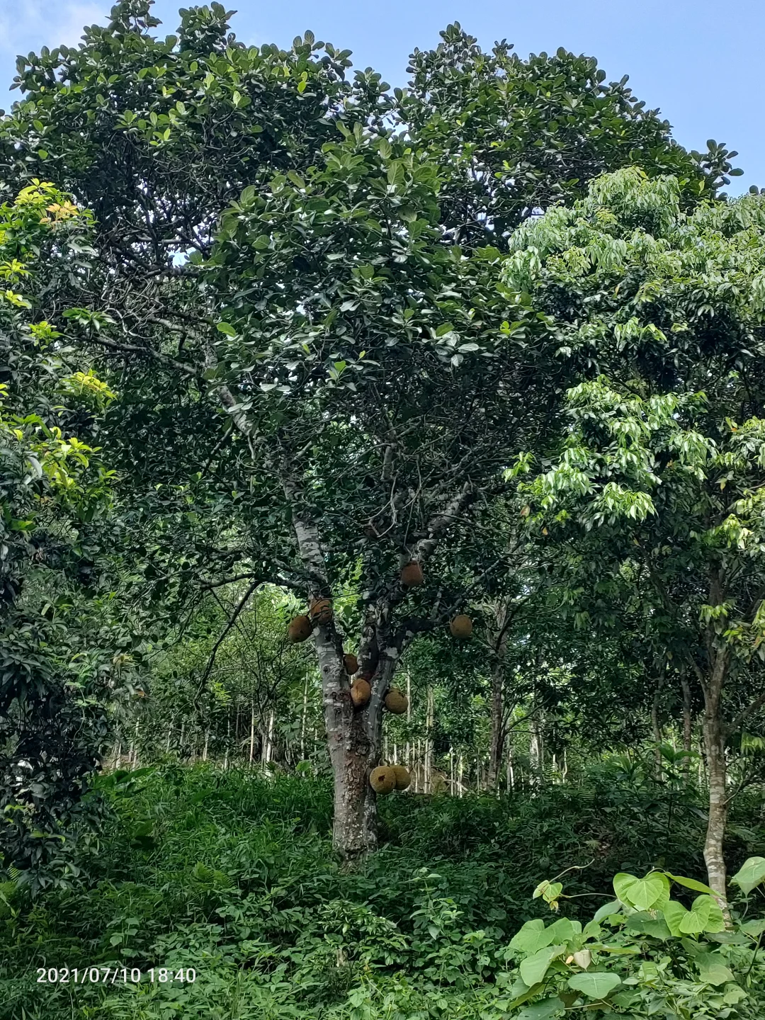 植物地域适生性简析-(三一)菠萝蜜