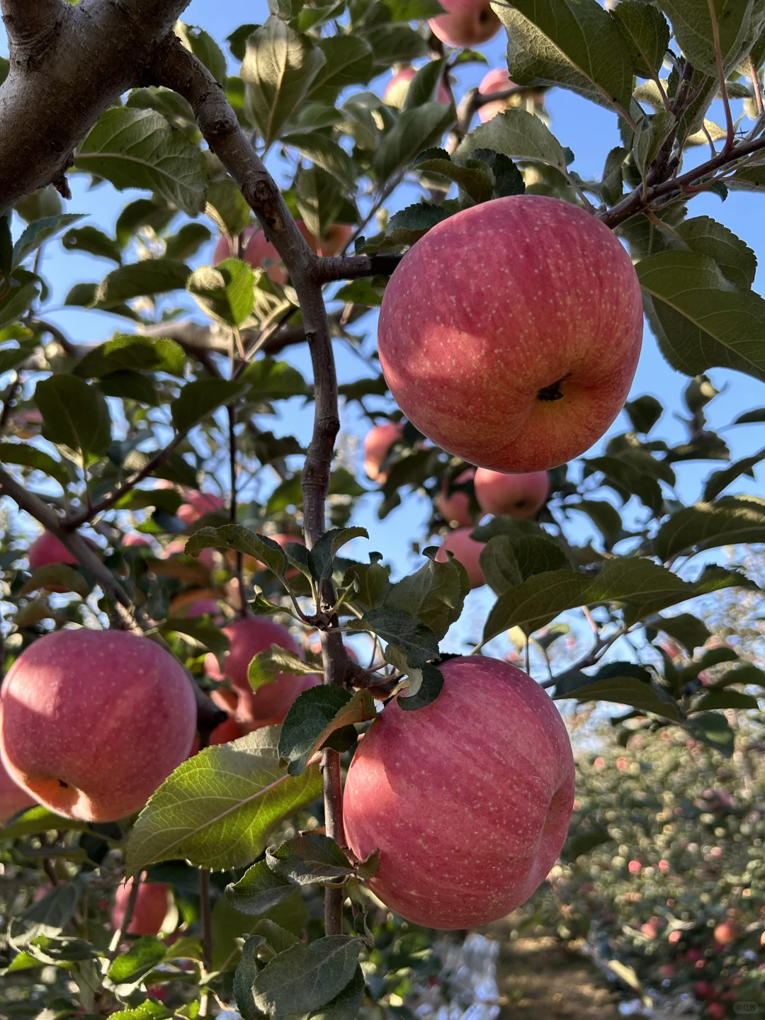 朴素耐劳不是农民的代名词