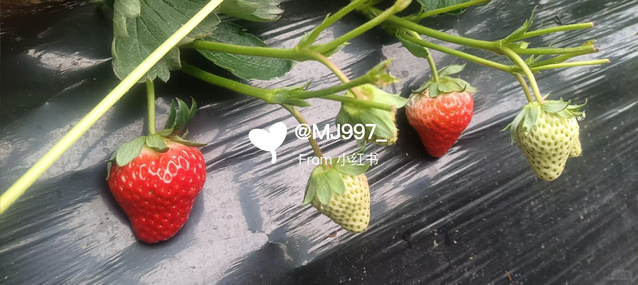 ?草莓可预定