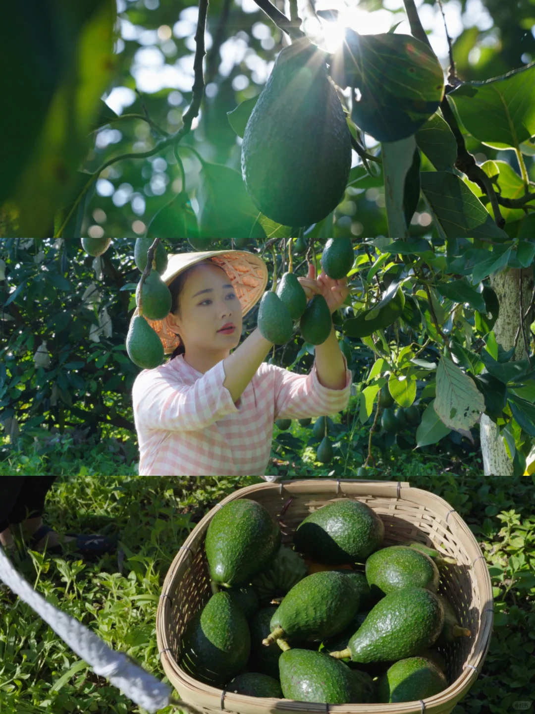 国产牛油果成熟啦!唯一缺点:季节限定!