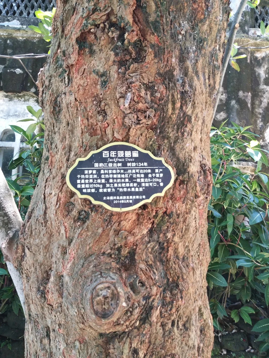 植物地域适生性简析-(三一)菠萝蜜