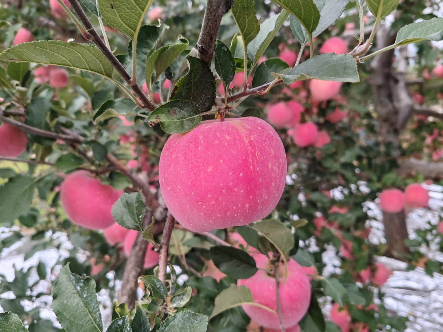 ?“大丰收”来啦!快乐装满一箩筐?