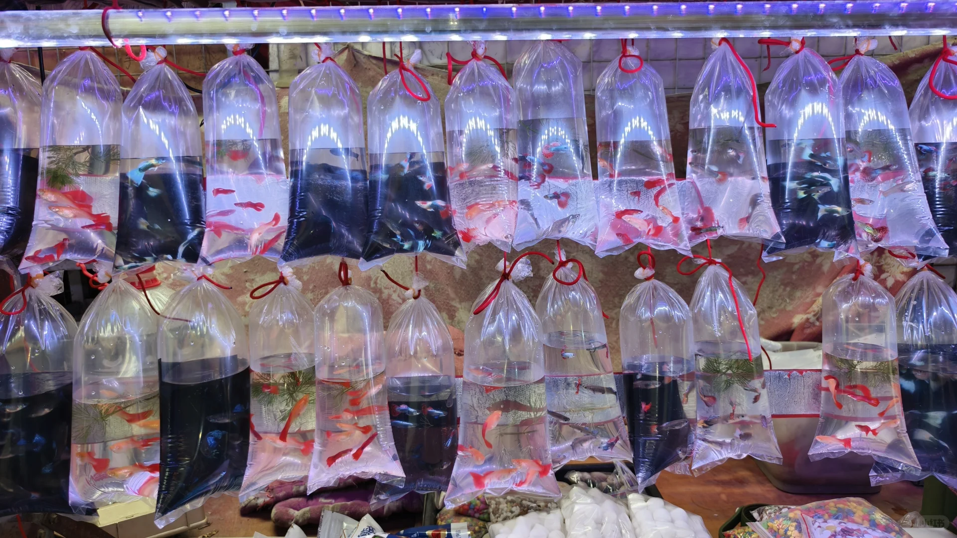 天津最大的跳蚤市场，全长1公里附图附位置