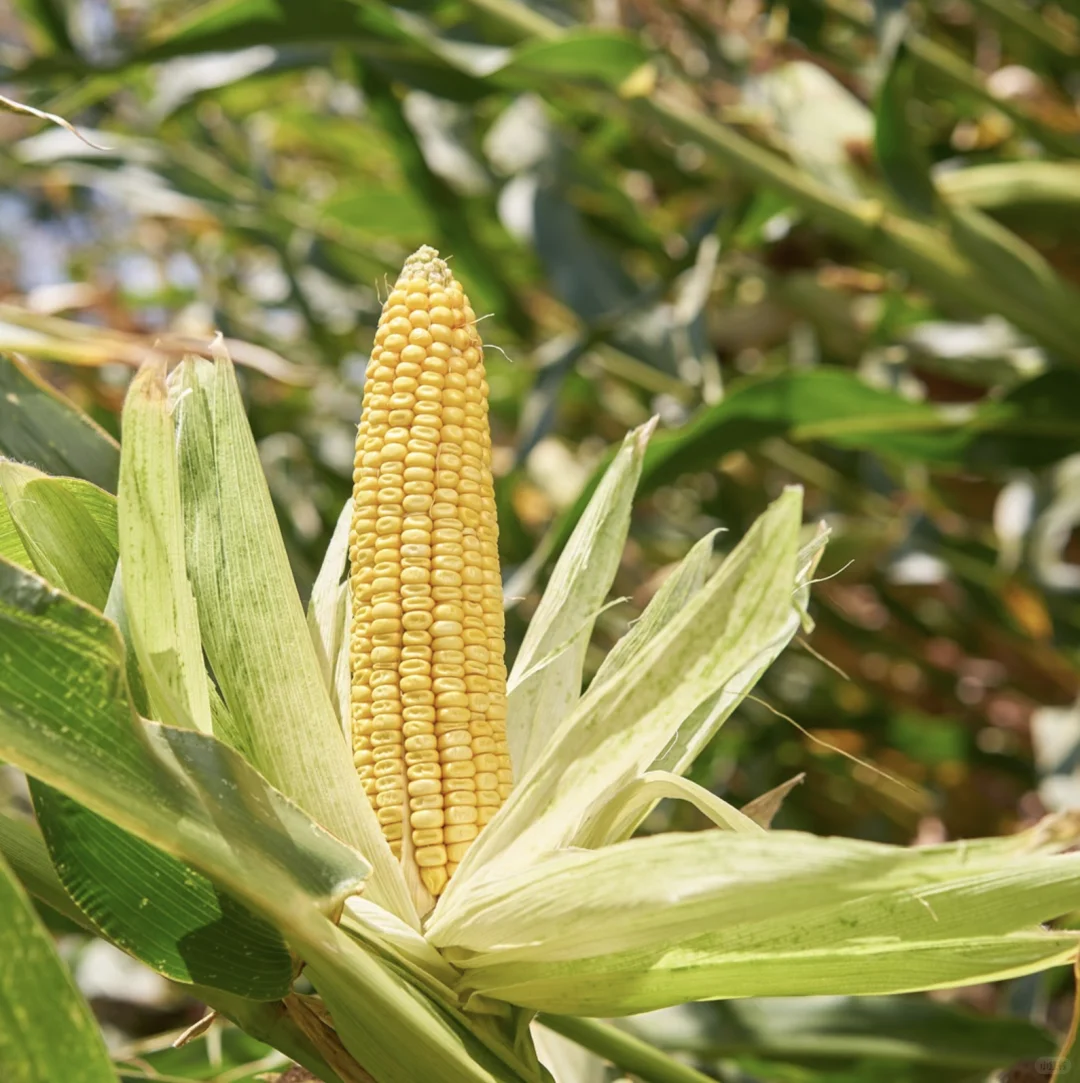 小知识：为什么用Sorona？