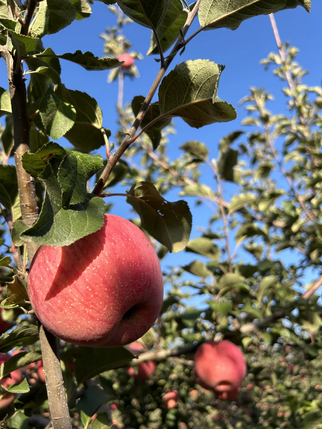 朴素耐劳不是农民的代名词