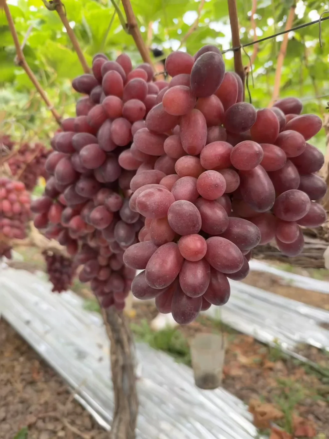 对不起了同行的朋友我家种的太多了
