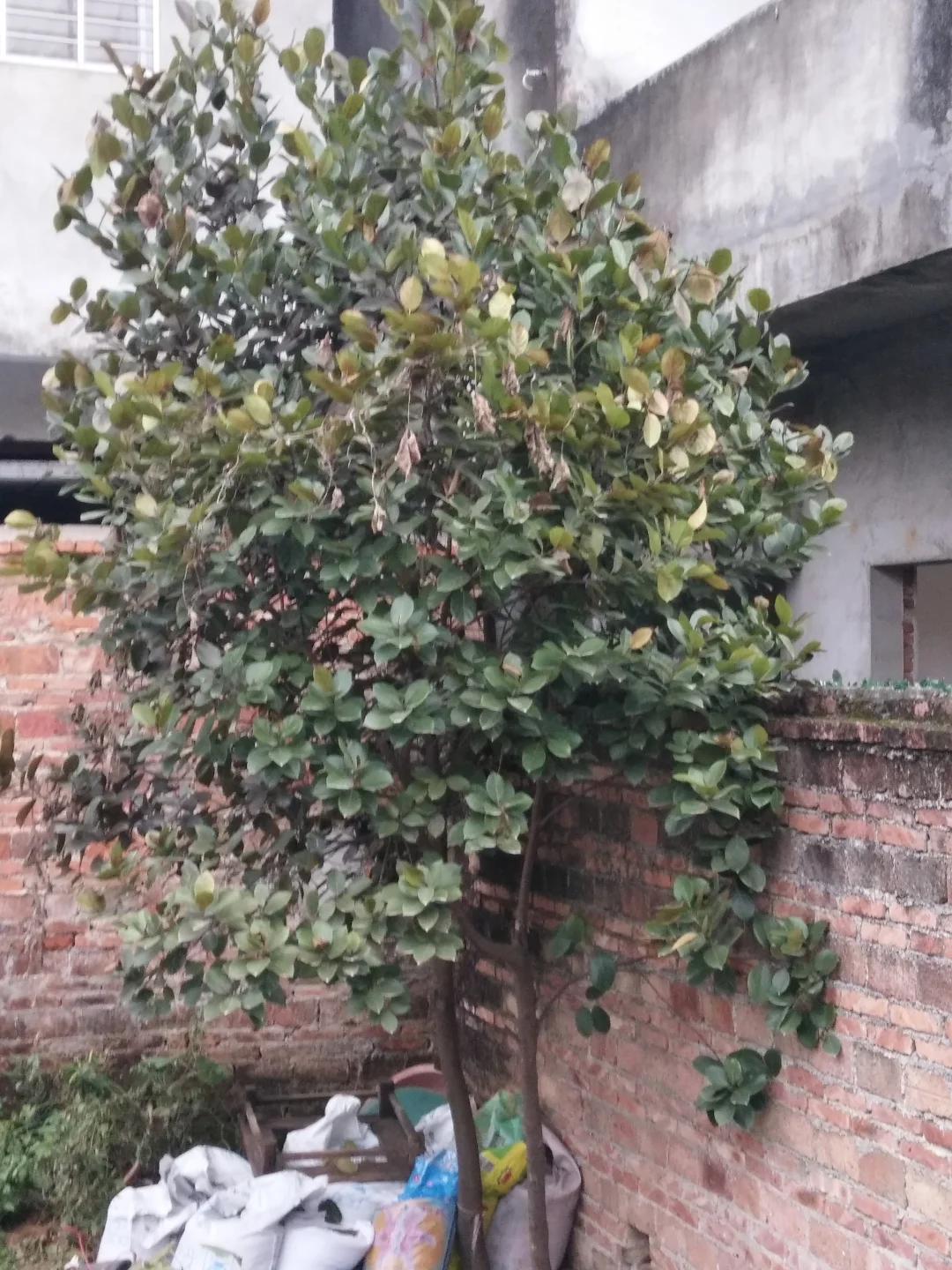 植物地域适生性简析-(三一)菠萝蜜