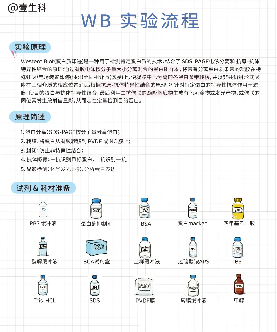 Western Blot蛋白质印迹实验全流程