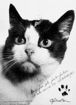 62年前,第一只进入太空并平安返航的猫