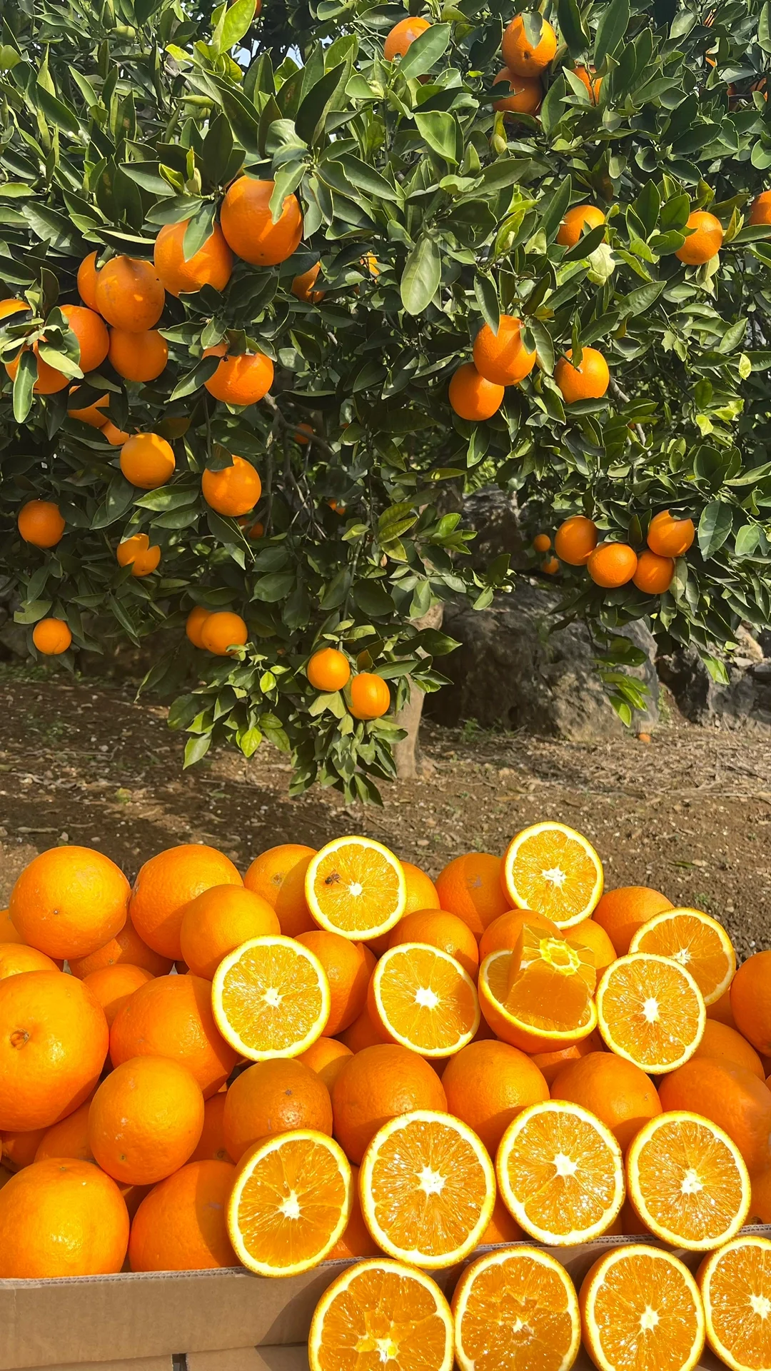 关于奉节脐橙，你不知道的那些事