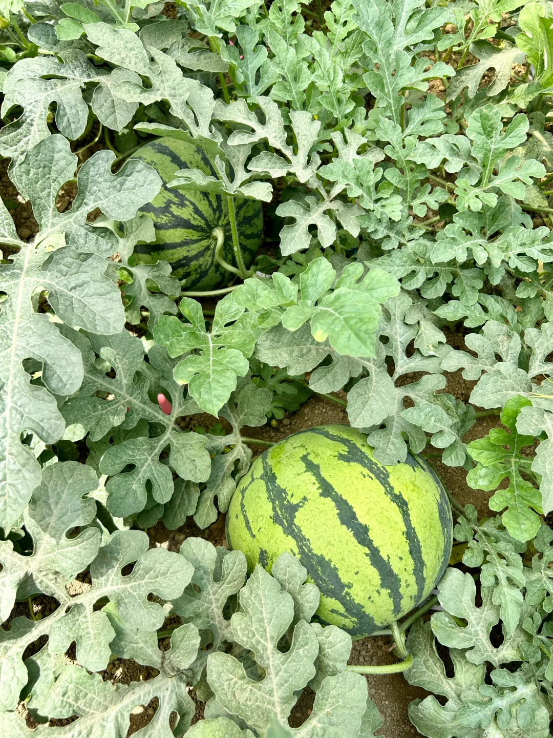 在大理的宝藏有机农场摘到了十几种瓜果