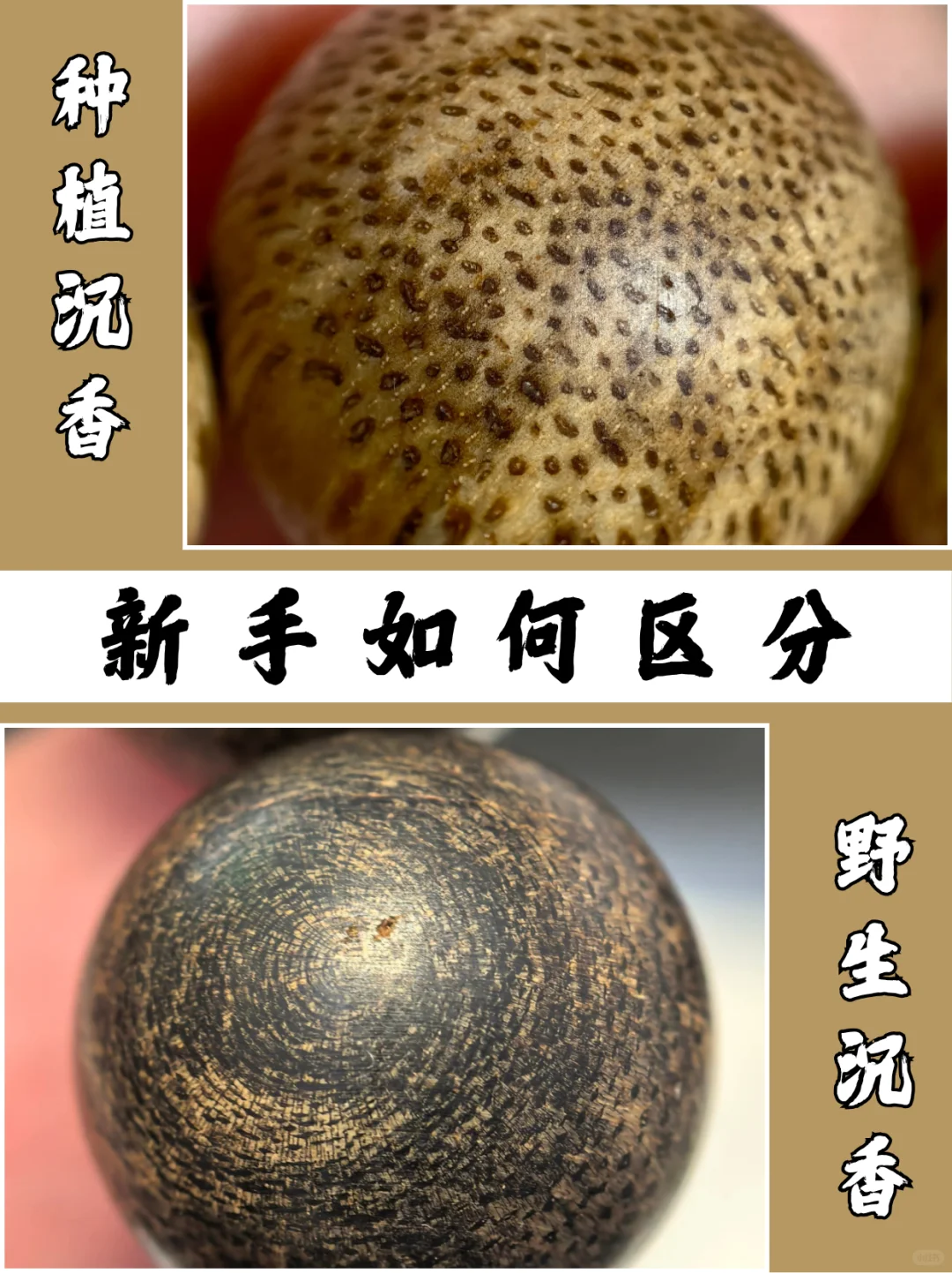 如何快速了解种植沉香和野生沉香的区别