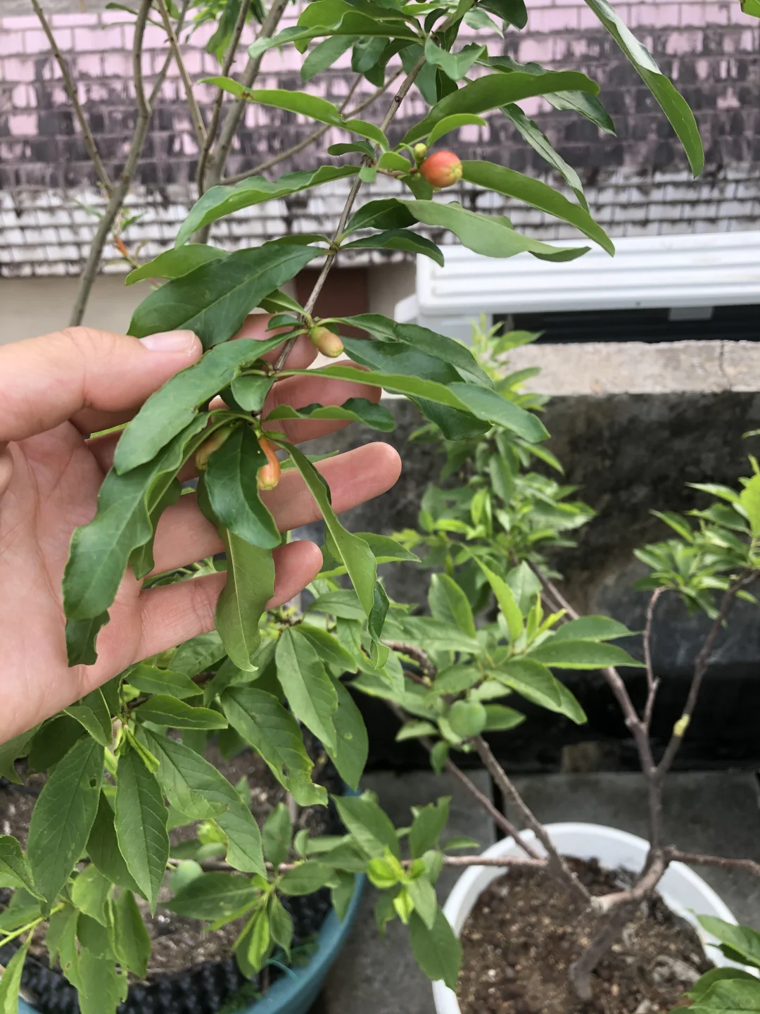 即将开花结果和准备收获的果树?