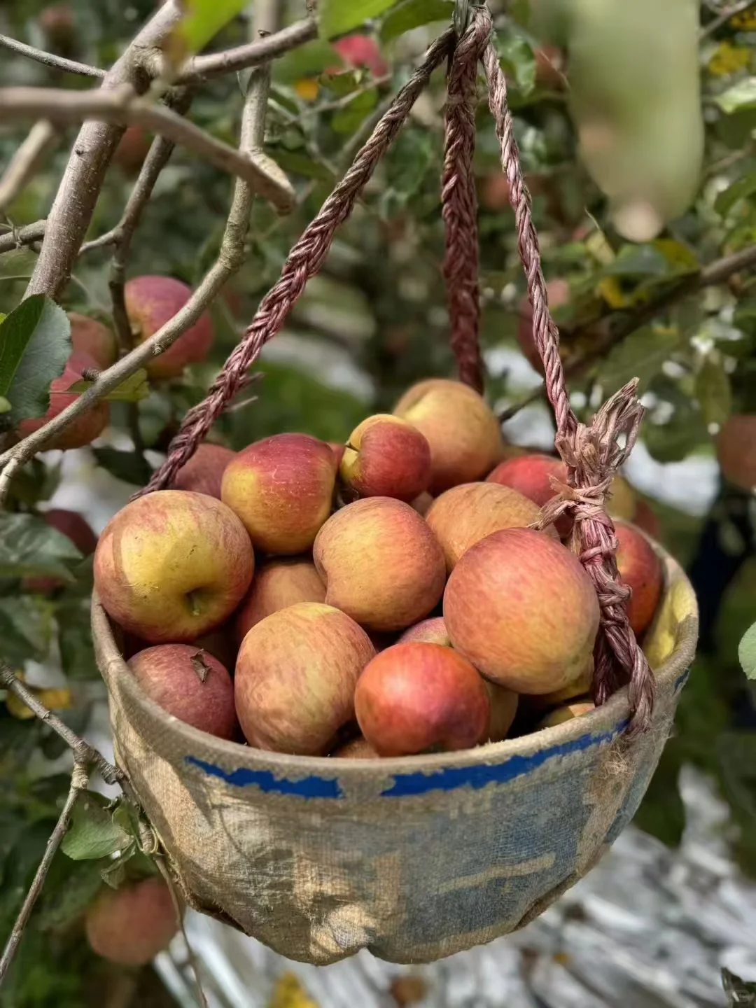 大凉山的冬天的苹果园也太漂亮了吧