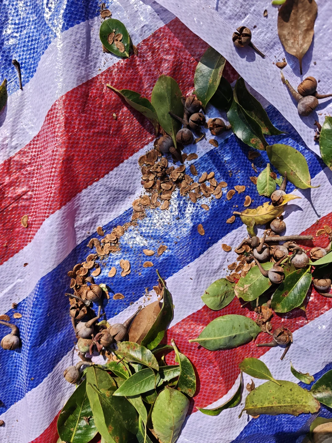 林业人燃尽了，只想吊死在树上