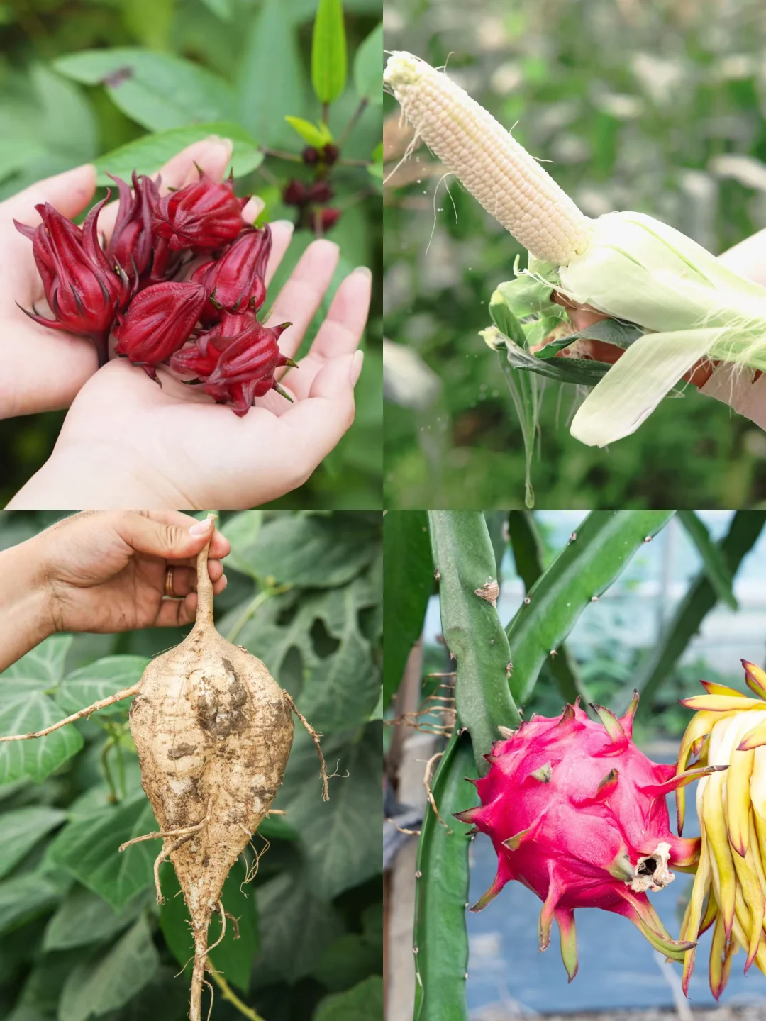 住房车｜亲子共同体验向往的田园生活??‍?