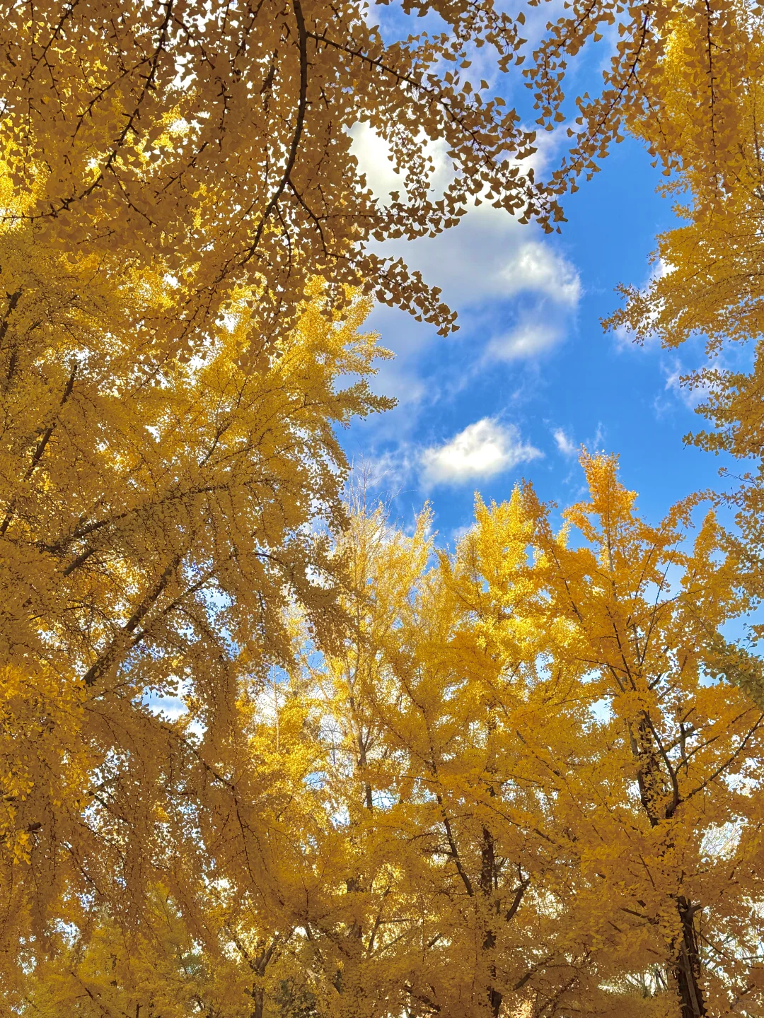 所有在北京的！请停止宅家立刻出门赏银杏?