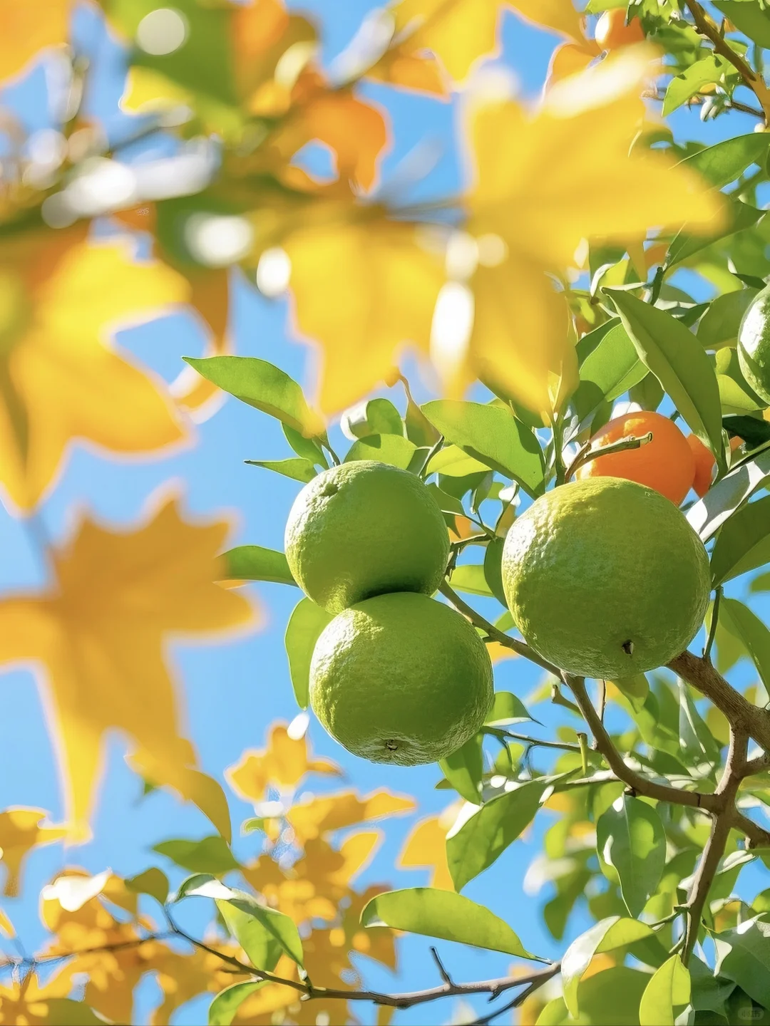 立秋，硕果累累