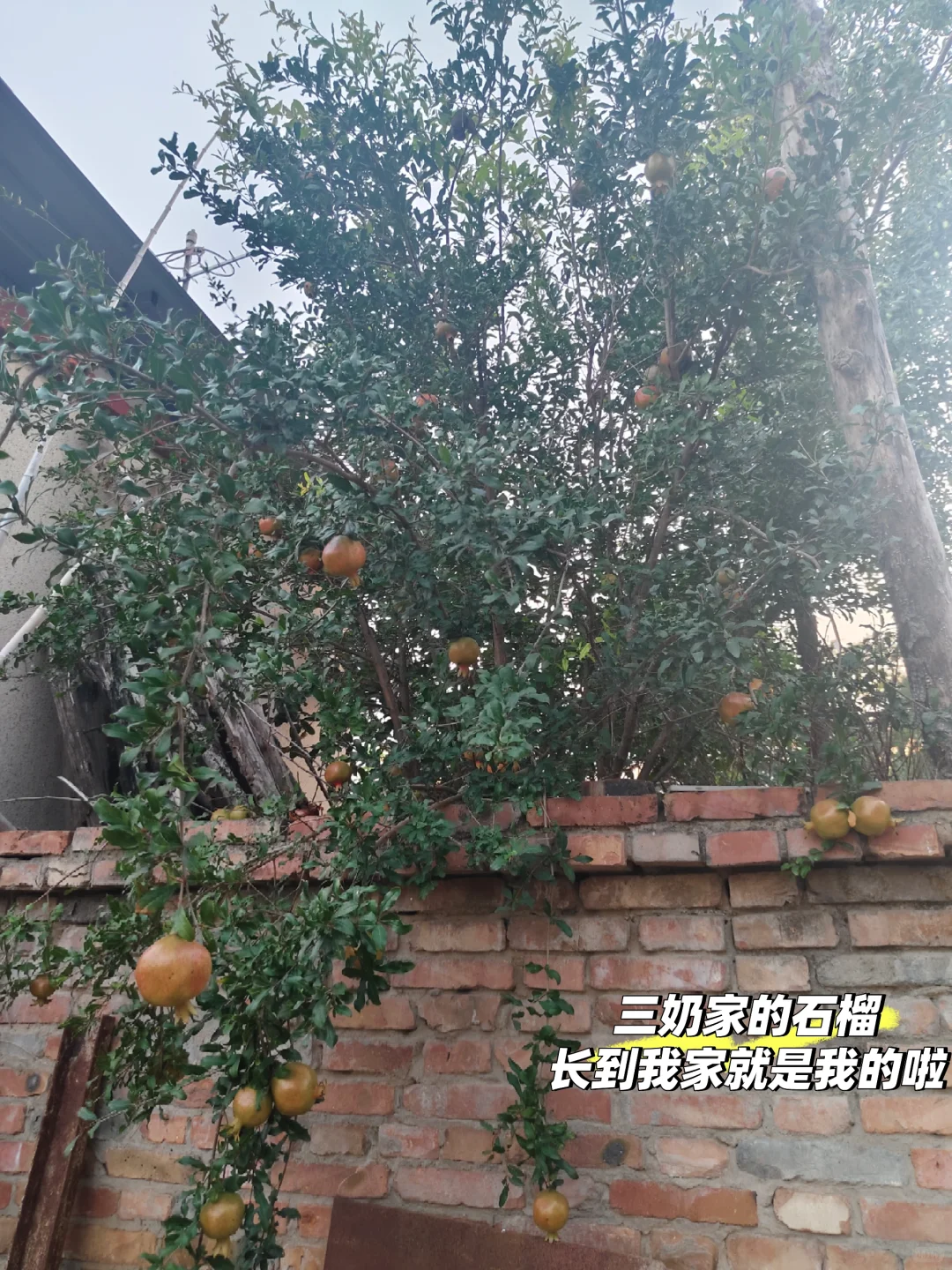 我的理想是满院子瓜果蔬菜